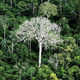 Illustration for article titled No, Artificial Light Is Not Destroying the Rain Forest (Yet)